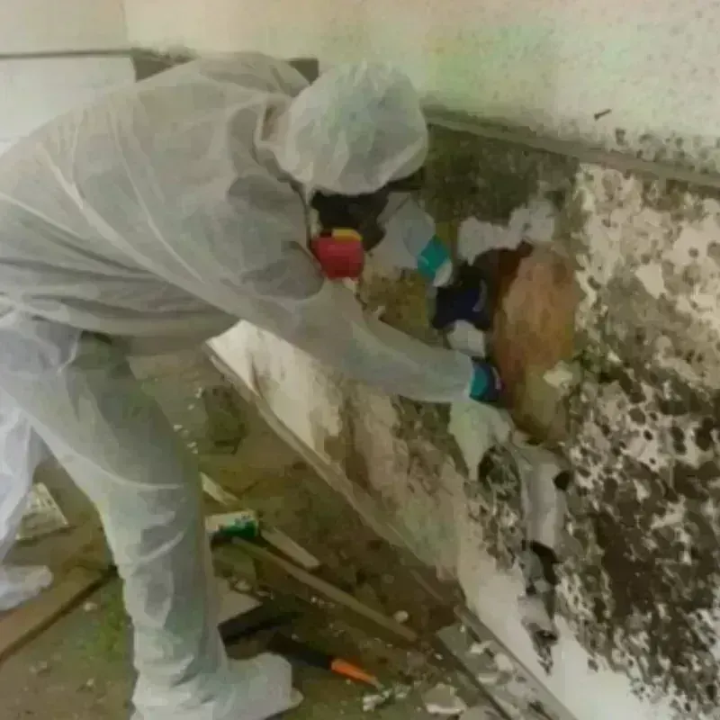 Mold Remediation and Removal in Epping, NH